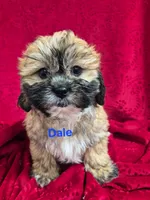 DALE, a male Shihpoo for sale in Hilbert, WI – 1 of 1