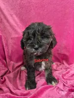 Sophie, a female Schnoodle for sale in Hilbert, WI – 2 of 6