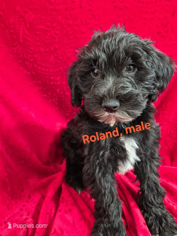 Roland  – Schnoodle puppy for sale in Hilbert, WI