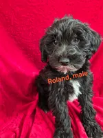 Roland , a male Schnoodle for sale in Hilbert, WI – 1 of 1