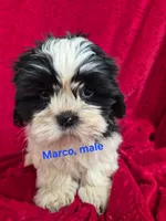 Marco, a male Shih Tzu for sale in Hilbert, WI – 1 of 1