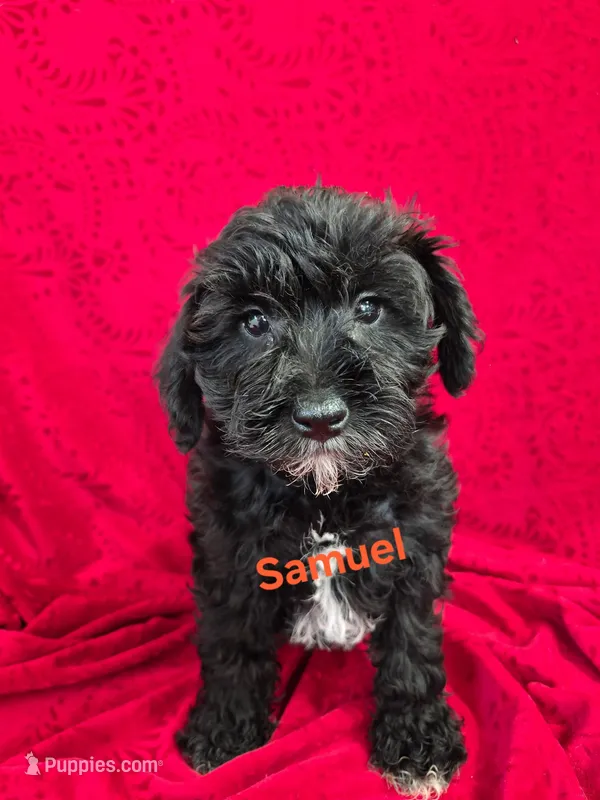 Samuel  – Schnoodle puppy for sale in Hilbert, WI