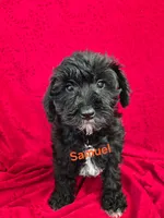 Samuel , a male Schnoodle for sale in Hilbert, WI – 1 of 1