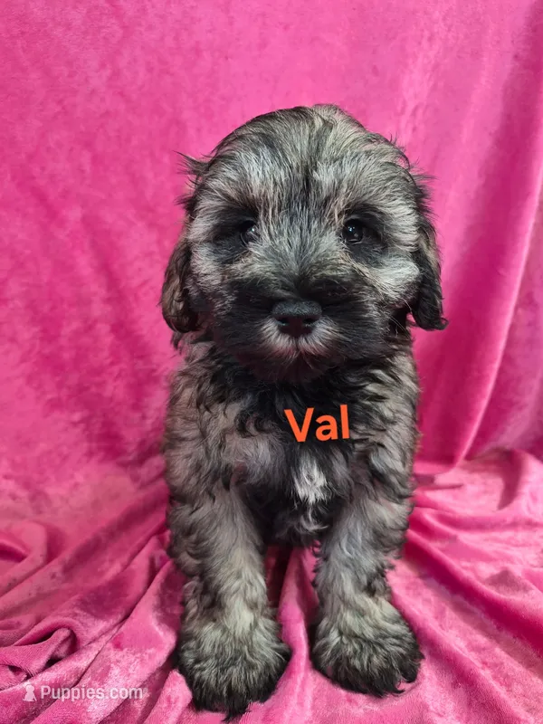 Vivian  – Miniature Schnauzer puppy for sale in Hilbert, WI