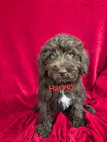 Haven, a female Schnoodle for sale in Hilbert, WI – 3 of 4