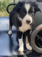 Rex, a male Border Collie for sale in Cadiz, KY – 3 of 3