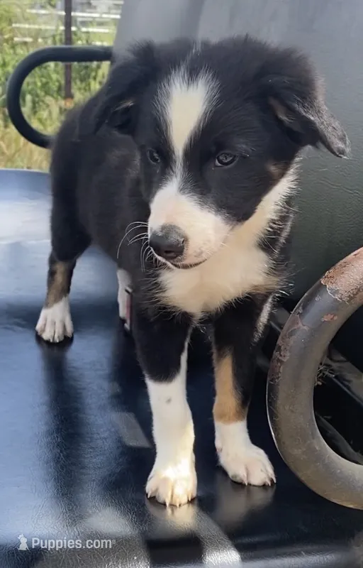 Rex – Border Collie puppy for sale in Cadiz, KY