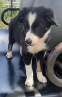 Rex, a male Border Collie for sale in Cadiz, KY – 1 of 3