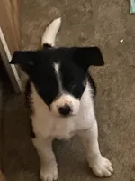 Rex, a male Border Collie for sale in Cadiz, KY – 2 of 3