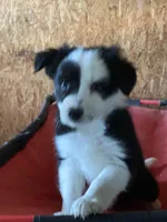 Rex, a male Border Collie for sale in Cadiz, KY – 3 of 3
