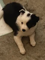 You name, a male Border Collie for sale in Cadiz, KY – 1 of 1