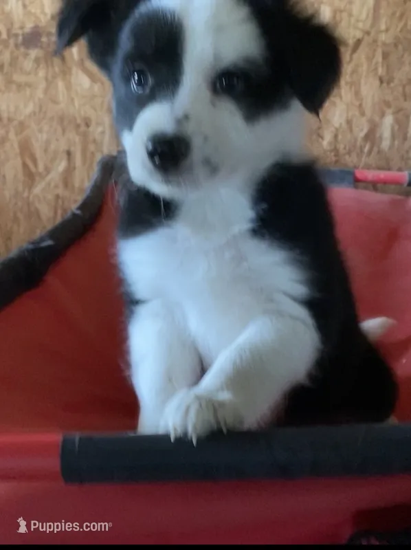 Rex – Border Collie puppy for sale in Cadiz, KY