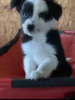 Rex, a male Border Collie for sale in Cadiz, KY – 1 of 3