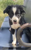 Rex, a male Border Collie for sale in Cadiz, KY – 2 of 3