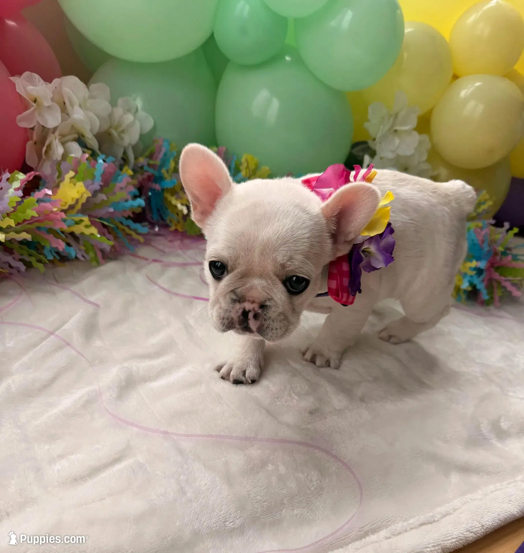 Pibble, a female French Bulldog for sale in Hudson, WI – Photo 3 of 8