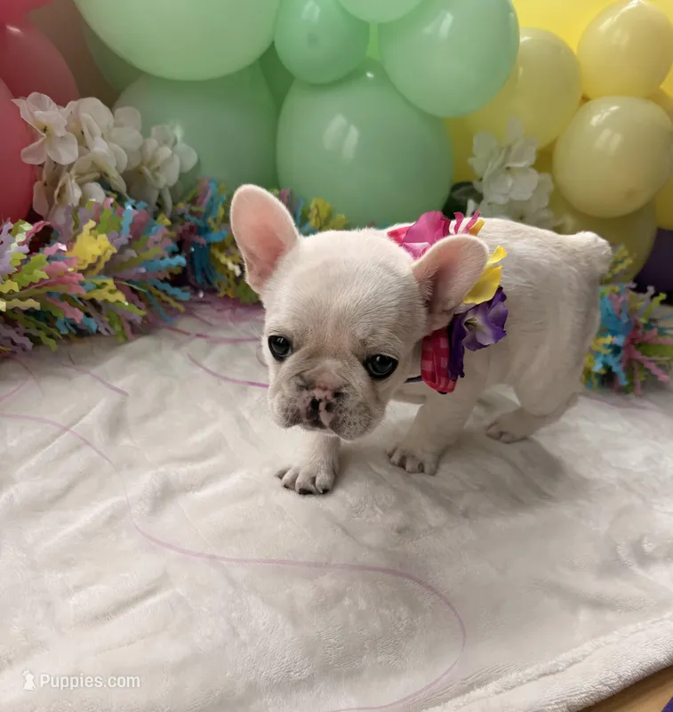 Pibble – French Bulldog puppy for sale in Hudson, WI