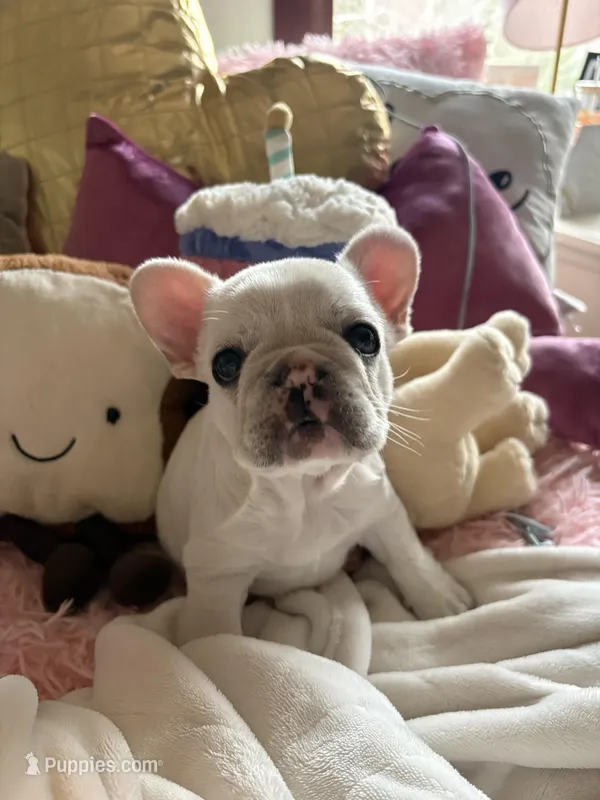 Pibble – French Bulldog puppy for sale in Hudson, WI