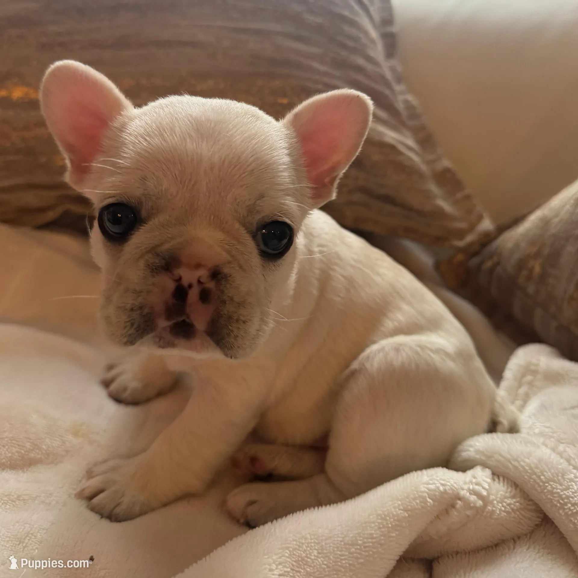 Pibble, a female French Bulldog for sale in Hudson, WI – Photo 3 of 3