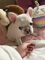 Pibble, a female French Bulldog for sale in Hudson, WI – Photo 2 of 8