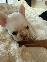 Pibble, a female French Bulldog for sale in Hudson, WI – Photo 6 of 8