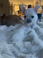 Pibble, a female French Bulldog for sale in Hudson, WI – Photo 8 of 8