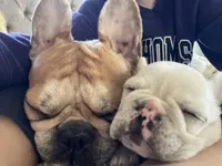 Pibble, a female French Bulldog for sale in Hudson, WI – Photo 7 of 8