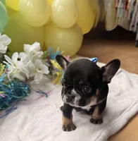 Sully, a male French Bulldog for sale in Hudson, WI – Photo 2 of 6