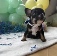 Sully, a male French Bulldog for sale in Hudson, WI – Photo 3 of 6