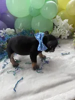 Sully, a male French Bulldog for sale in Hudson, WI – Photo 5 of 6