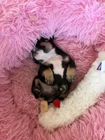 Sully, a male French Bulldog for sale in Hudson, WI – Photo 6 of 6