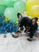 Sully, a male French Bulldog for sale in Hudson, WI – Photo 4 of 6