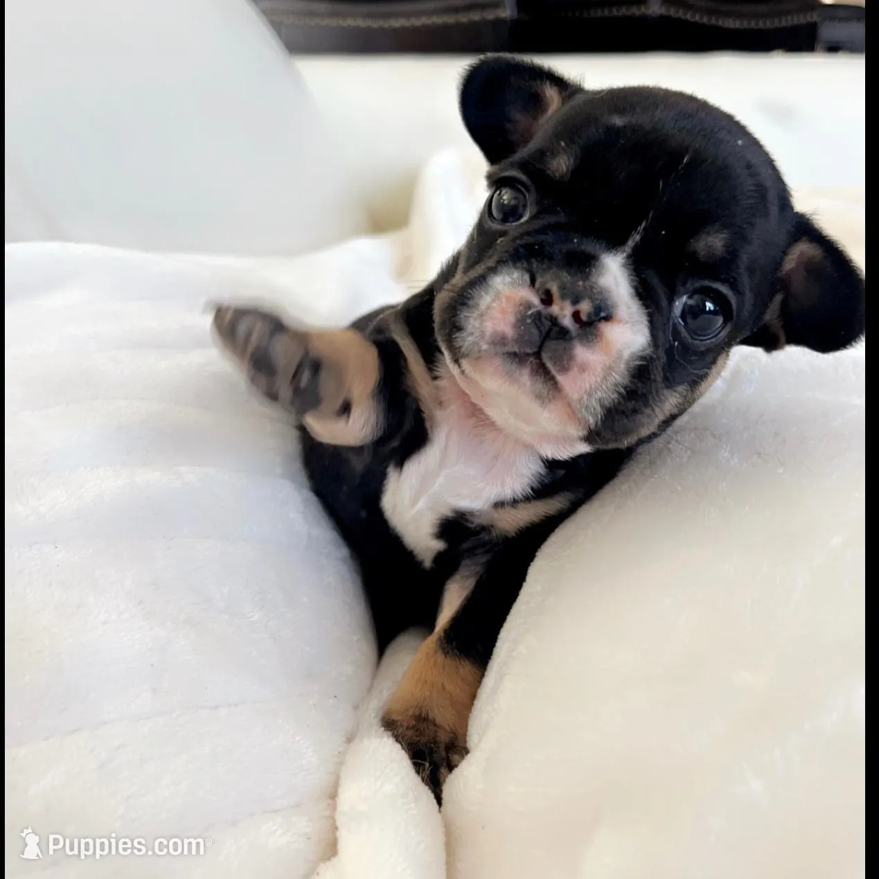 Sully – French Bulldog puppy for sale in Hudson, WI