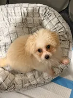 Leo, a male Maltese and Poodle - Toy  for sale in Glendale, CA – 1 of 2