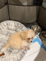 Leo, a male Maltese and Poodle - Toy  for sale in Glendale, CA – 2 of 2