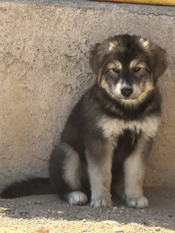 Goberian Puppy  – Goberian puppy for sale in San Diego, CA