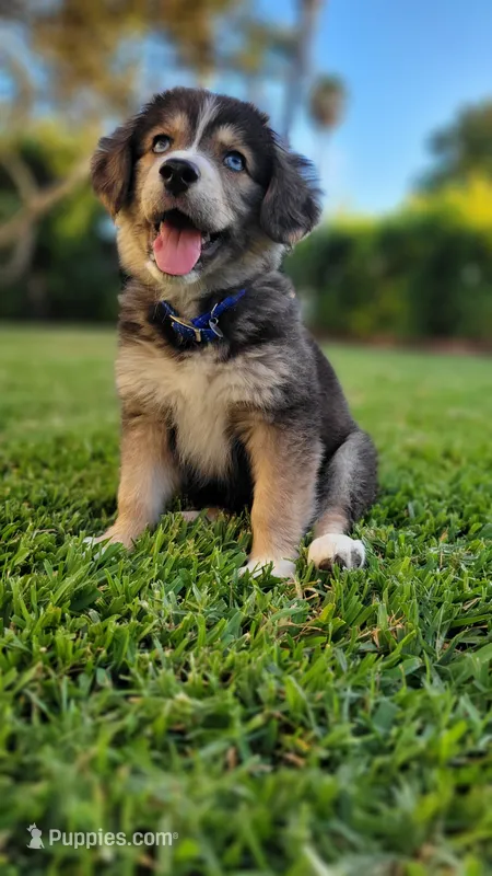 Goberian puppy with beautiful blue eyes – Goberian puppy for sale in San Diego, CA