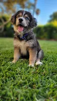Goberian puppy with beautiful blue eyes, a male Goberian for sale in San Diego, CA – 1 of 3