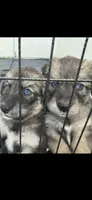 Goberian puppy with beautiful blue eyes, a male Goberian for sale in San Diego, CA – 2 of 3