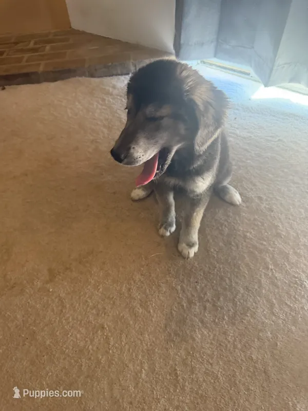 Goberian Puppy  – Goberian puppy for sale in San Diego, CA