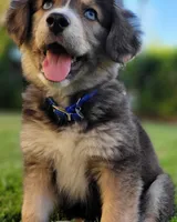 Goberian Puppy , a female Goberian for sale in San Diego, CA – 2 of 4