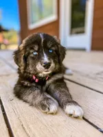 Goberian Puppy , a female Goberian for sale in San Diego, CA – 1 of 4