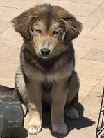 Goberian puppy with beautiful blue eyes, a male Goberian for sale in San Diego, CA – 3 of 3