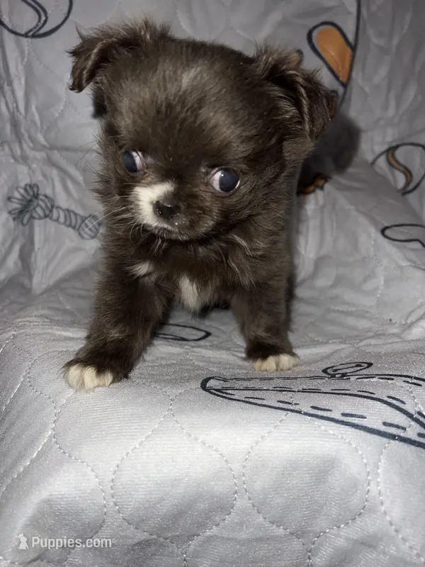 Pippin – Chihuahua puppy for sale in Logansport, IN