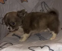 Pippin, a female Chihuahua for sale in Logansport, IN – 2 of 3