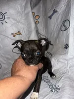 Jack, a male Chihuahua for sale in Logansport, IN – 3 of 4