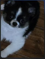Gismo, a male Chihuahua for sale in Logansport, IN – 2 of 2