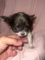 Cutie, a female Chihuahua for sale in Logansport, IN – 3 of 4