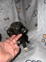 Jack, a male Chihuahua for sale in Logansport, IN – 4 of 4