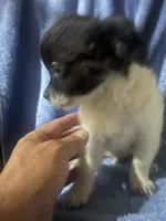Buddy , a male Chihuahua for sale in Logansport, IN – 2 of 4