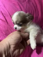 Rachel, a female Chihuahua for sale in Logansport, IN – 3 of 3
